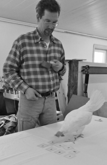 Gronostay clicker poules 413x640