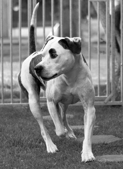 Spike AmStaff in Bewegung
