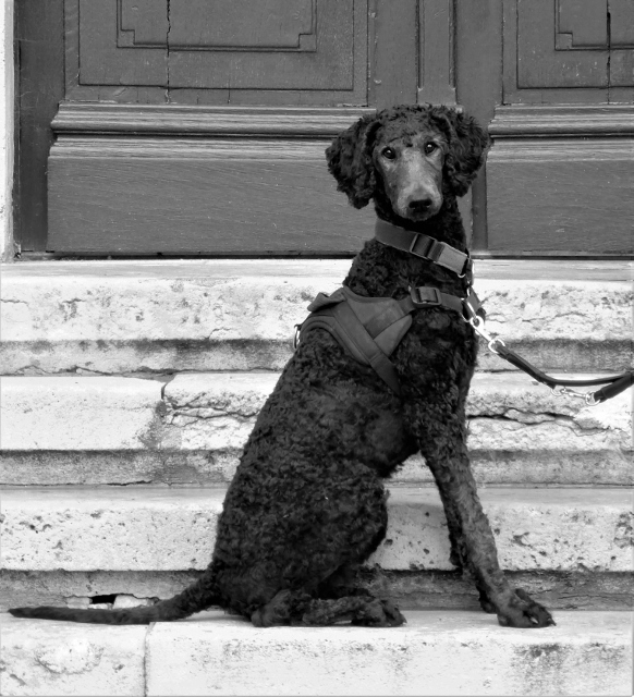 Lilo Homepage 582x640