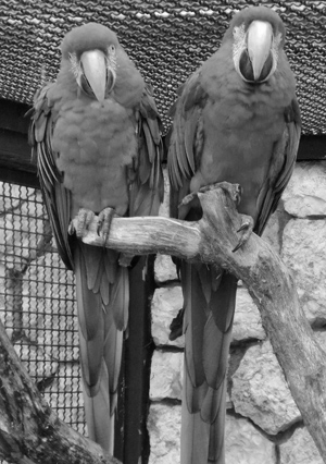 Papageien 1