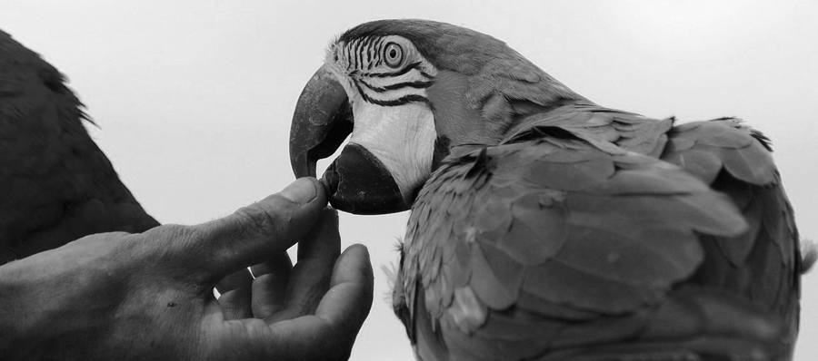 Papageien 8